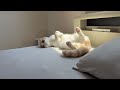 猫たちが起こしてくれなくて大寝坊した日の朝がこちらです…