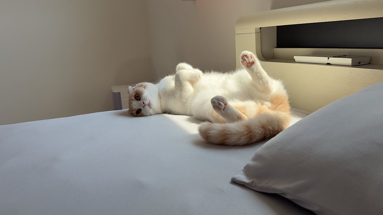 猫たちが起こしてくれなくて大寝坊した日の朝がこちらです…