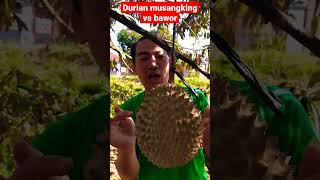 DURIAN MUSANGKING VS BAWOR TERXSPOST DI SINI