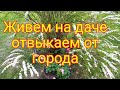 Дачные будни/готовка, еда/соседи по СНТ целая семья от короны погиб...