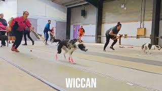 Tails We Win Flyball Training!