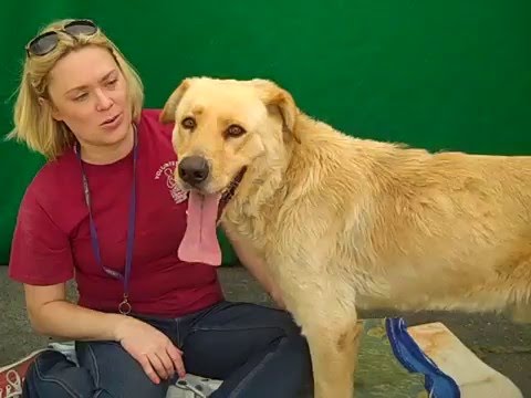 dog adoption mauritius A4948089 Calvin