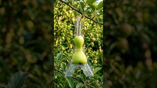 Eiffel Tower Apple Growing Mold – From Tiny Green Apple to Paris Landmark Transformation