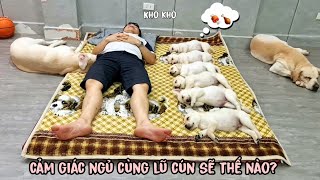 Cảm giác ngủ cùng lũ cún Chút Chít sẽ như thế nào  What Sleeping With My Dogs Is Like