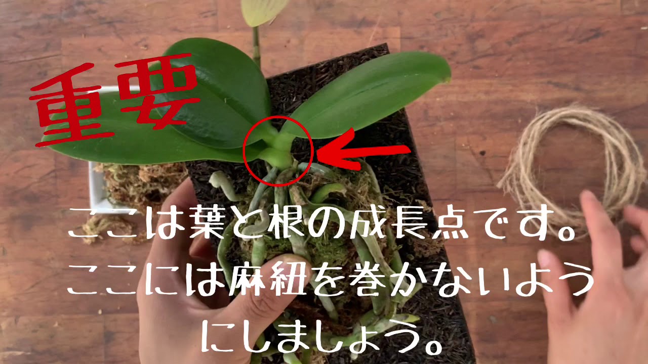 着生胡蝶蘭 作成キット 花芽付き苗 送料込 よいはな Yoihana 最高品質のお花をお届けするネット通販 着生胡蝶蘭 作成キット 花芽付き苗 送料込 よいはな Yoihana 最高品質のお花をお届けするネット通販