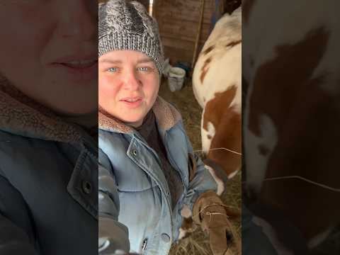 Корова сбежала #доконца #marya_max #деревенскаяжизнь #деревенскийканал #1к #корова