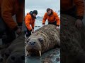 Arctic Rescue🌿 Saving a Walrus Covered in Parasitic Barnacles #shorts #walrus #barnacle #rescue