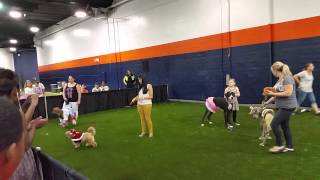 Thor The Great Dane Wins New York Pet expo 2015 by Proud Daddy 70 views 6 years ago 2 minutes, 23 seconds