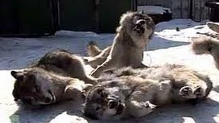 Петля на волка.Охота +на волка видео.Loop volka.Ohota + Video wolf. Петля на волка.Охота +на волка видео.Loop volka.Ohota + Video wolf.