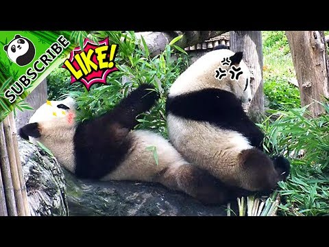 Bing Bing sits on her brother’s fluffy belly and enjoys a treat of bamboo!