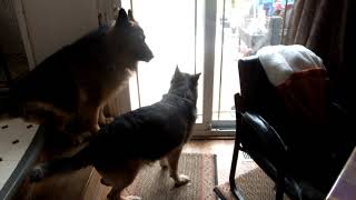 Mountain Beaver saved - King Shepherd & GSD by mriad0 858 views 1 year ago 1 minute, 20 seconds