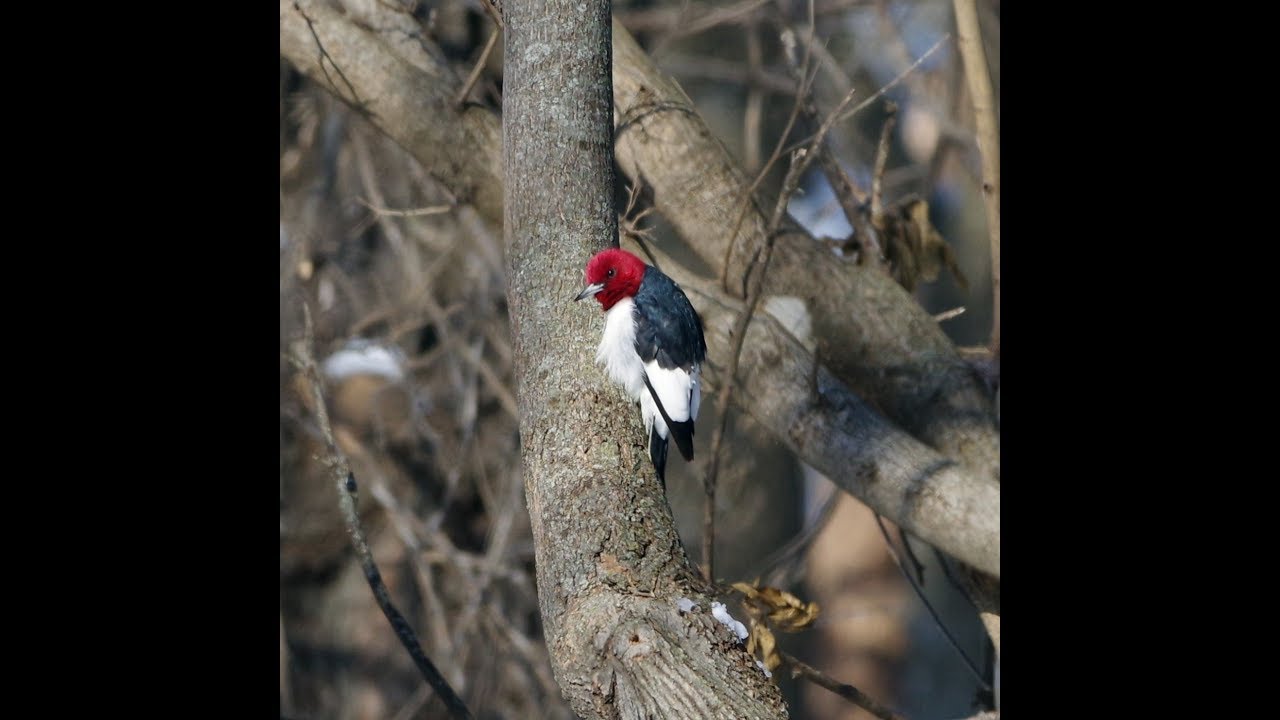 county group Beautiful Birds at Whiterock Conservancy in Iowa. December 2018