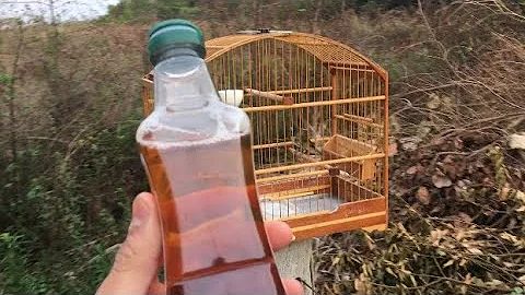 Que tipo de ave e coçar?