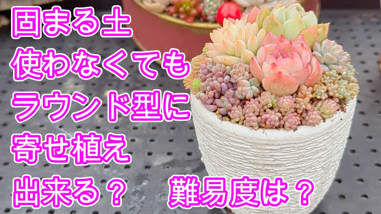 【多肉植物】【寄せ植え】固まる土を使わずにラウンド型の寄せ植え作ります。
