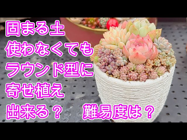 多肉植物】【寄せ植え】簡単！2段重ねの寄せ植え作ります - YouTube