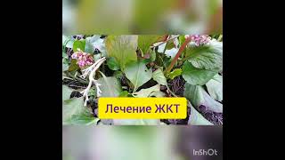 Бадан, лечебный многолетник, очень декоративно#My_garden