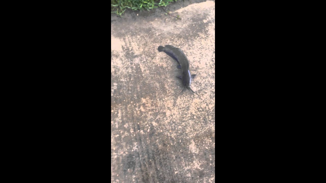 Asian Walking Catfish in Tampa YouTube