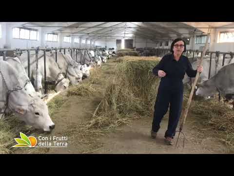 L'agricoltura non si ferma: il racconto di Laura Cenni, allevatrice di bovini di razza romagnola