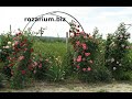 зацвели арки плетистых роз, питомник Полины Козловой, rozarium.biz