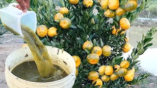 Thumbnail for MORRIA E NÃO SABIA: Apenas 1 copo faz CARREGAR DE TANTOS FRUTOS (Limão o ano todo)