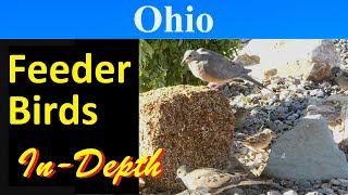 10 Most Common Feeder Birds of Ohio [In-Depth] by Absorbed In Nature 281 views 2 months ago 14 minutes, 53 seconds