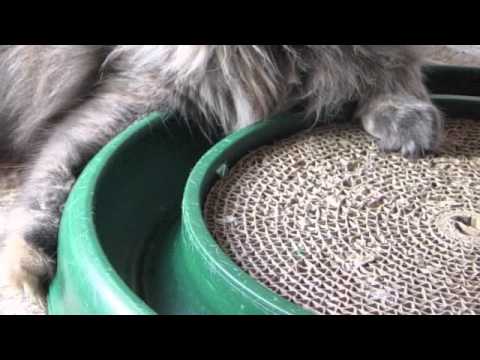 Video: Paano Curb Mapanira Ang Mga Pag-uugali Ng Cat Scratching