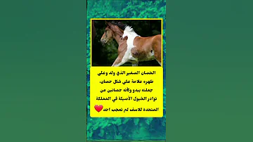 ولادة استثنائية حصان صغير يحمل علامة حصان على ظهره اكسبلور تيك توك ترند 
