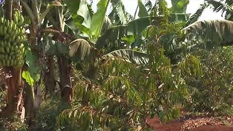 HIỆU QUẢ TỪ MÔ HÌNH TRỒNG SẦU RIÊNG XEN CHUỐI