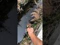 #Fishing #mancing #foryou #RiverFishing #Microfishing #OutdoorLife #catchandrelease #bangfaizwoi