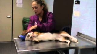 Canine Restrain in Lateral Recumbency
