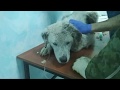 В клинике лечим бездомного Снежка от пироплазмоза/Тело собаки всё в клещах