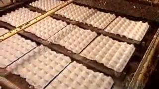 Pulp Containers