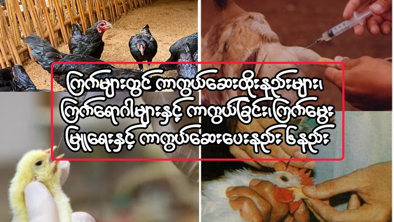 ကြက်များတွင် ကာကွယ်ဆေးထိုးနည်းများ၊ ကြက်မွေးမြူရေးနှင့် ကာကွယ်ဆေးပေးနည်း ၆နည်း