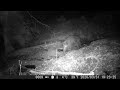 Wild boar mud bath at night | Czech forest trail cam