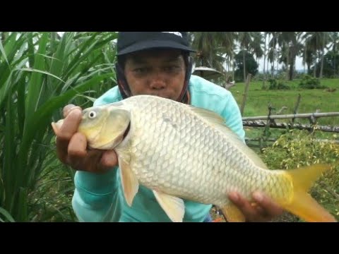 MANCING IKAN MAS PAKE UMPAN ANTI SONG .DI JAMIN PUAS