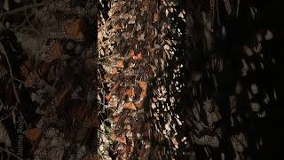 Did you know Monarch's have a 3,000-mile migration each Fall? 🦋 #NationalGeographic