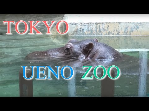 Ueno zoo