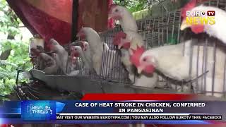 Case Of Heat Stroke In Chicken, Confirmed In Pangasinan