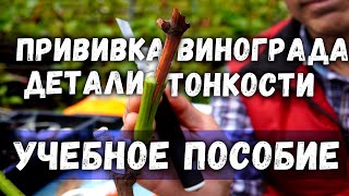 картинка: Прививка винограда -  детали, тонкости. Учебное пособие