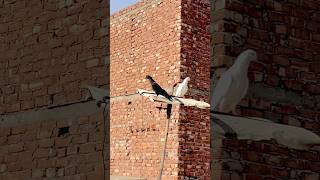 Punjabi🕊️ share❣️Kabutar 👍 #pigeon #kabootar #search  #fancypigeon #birds #viral  #pigeonlover