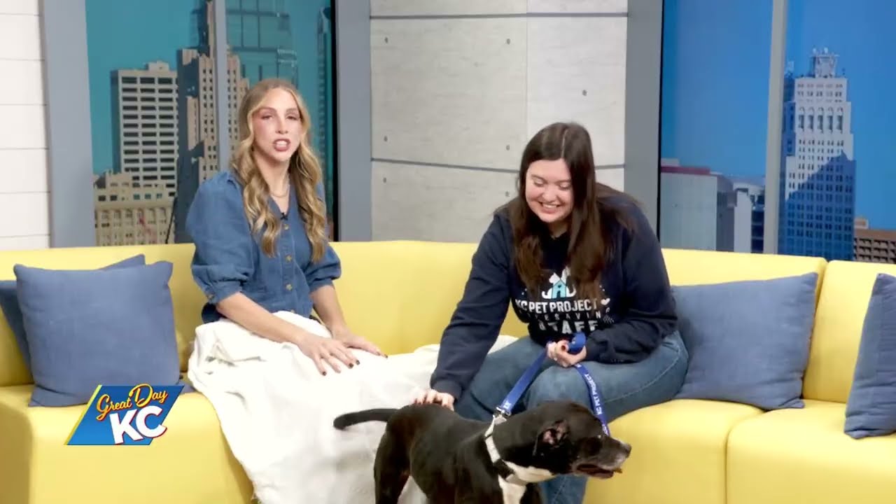 Adoptable LOONEY TUNES from KC Pet Project