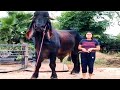 Huge bulls of Indu Brazil breed in Thailand