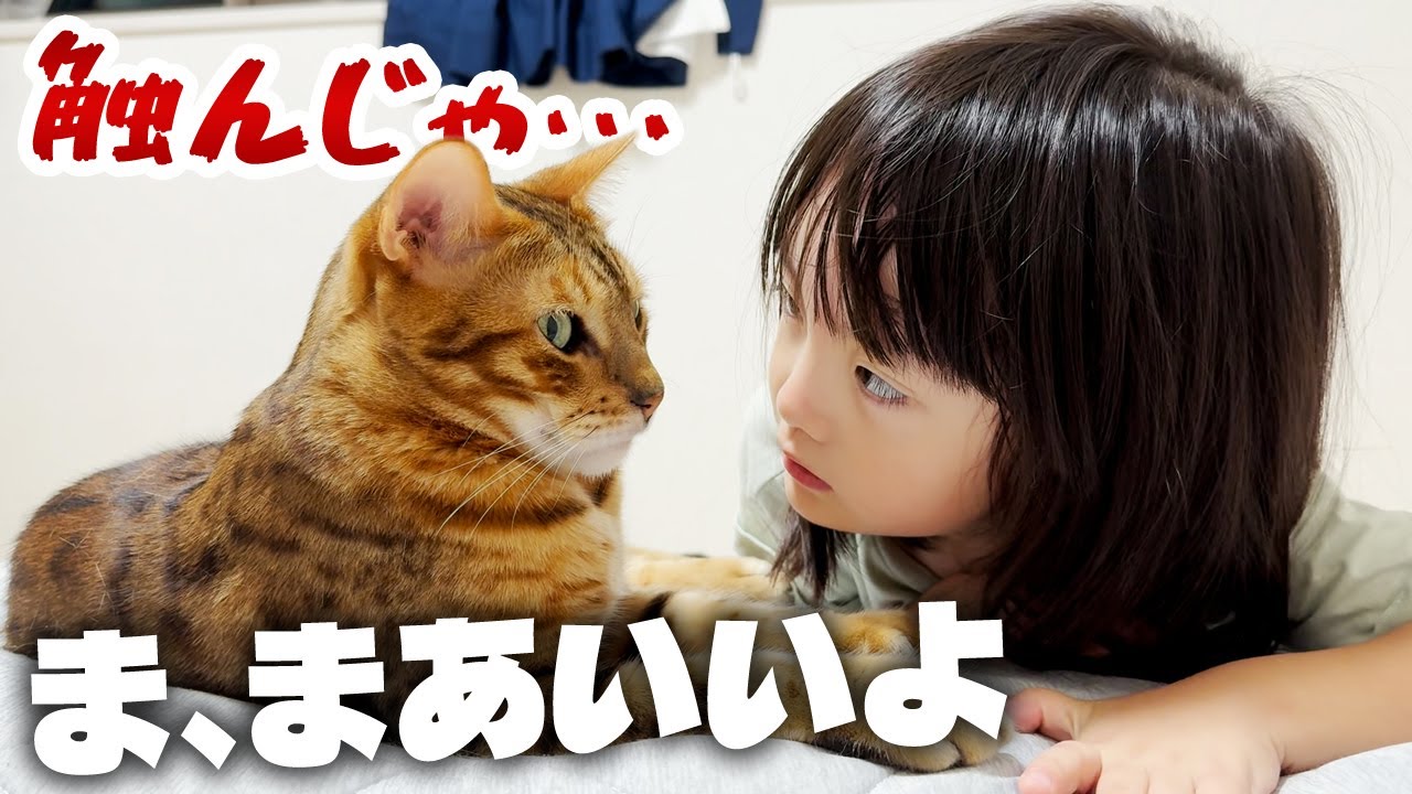 触ると噛みつく凶暴な猫と、唯一ベタベタすることを許されている5歳娘の日常【噛む噛まない問答】