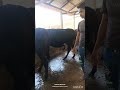 my farm 🐄#foryou #viral #viral #ytstudioes #ytshort