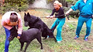 😍Злая невеста Призрака. Черные Немецкие овчарки. Evil Bride. Black German Shepherd Dogs. 😍Злая невеста Призрака. Черные Немецкие овчарки. Evil Bride. Black German Shepherd Dogs.