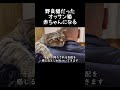 野良だったおじさん猫、赤ちゃんになる【元野良猫ピースケ】 #shorts #初老夫婦とねこ #元野良猫 #ピースケ