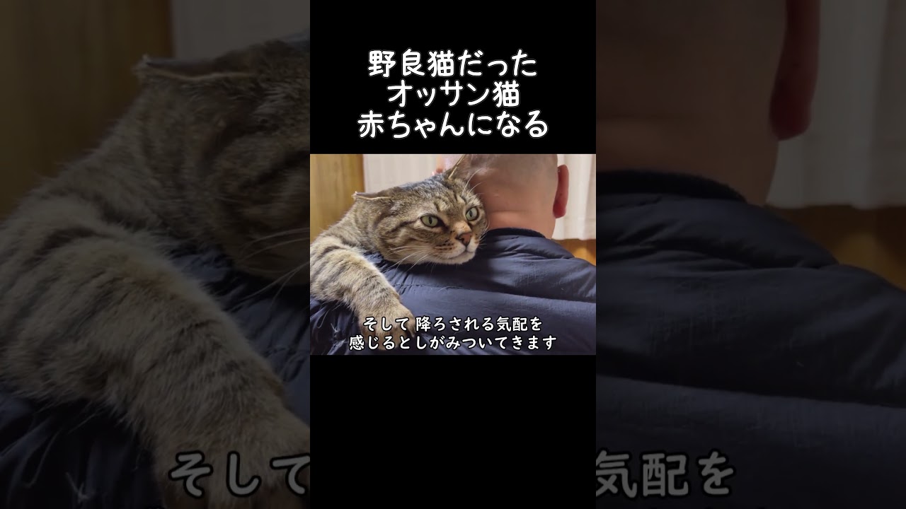 A former stray cat, an older man, becomes a baby [Former stray cat