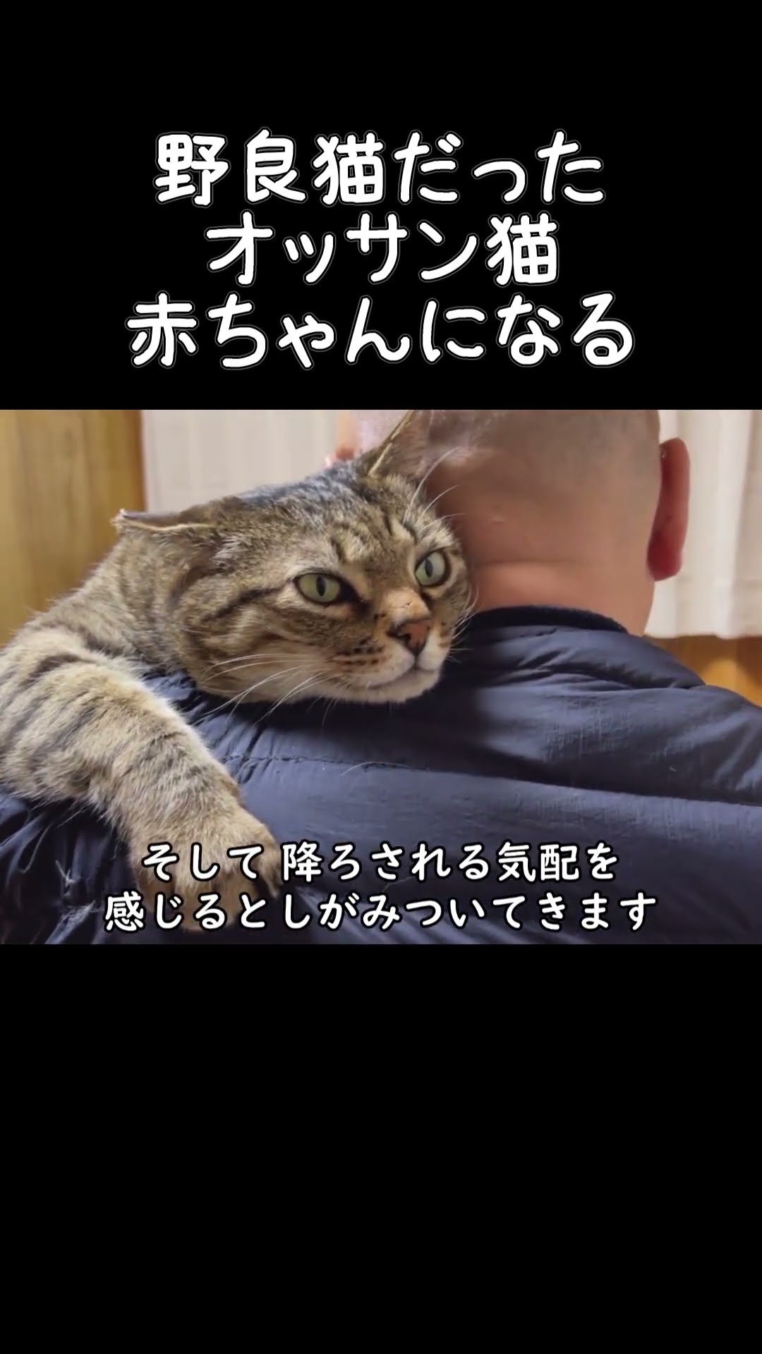 けけの猫　 An old man, yet a cute cat [Peesuke, former stray cat] - YouTube