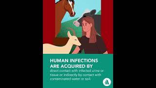 Zoonoses: Leptospirosis | Merck Manual Professional Version