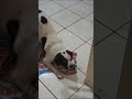 #JACK  BORACHEIRO GOSTA DE  PENEUS  NINGUÉM  TOMA  DELE